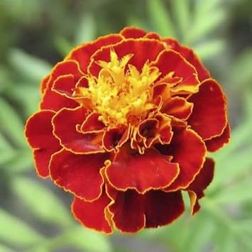 Multi-Colored Marigold Flower seeds for Planting - Drought Tolerant, Heirloom & GMO Free Seeds for Home Garden
Sale for planting in home garden.