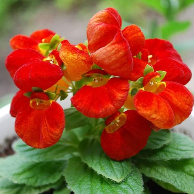 Calceolarias Flower seeds for Planting Colorful Display Heirloom & GMO Free Seeds for Home Garden
Sale seeds for home garden planting