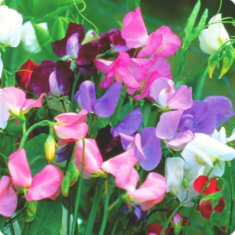 Lathyrus Odoratus Flower seeds for Planting - Wildflower Mix, Heirloom & GMO Free Seeds for Home Garden
Sale for planting in home garden.