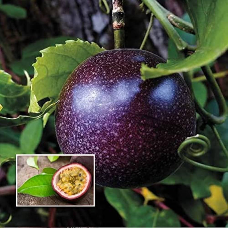 Plant Dark Purple Passion Fruit Seeds Premium Seeds for Gardening