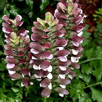 Bear's Breeches Flower seeds for Planting - Compact Growth, Heirloom & GMO Free Seeds for Home Garden
Sale seeds for home garden
