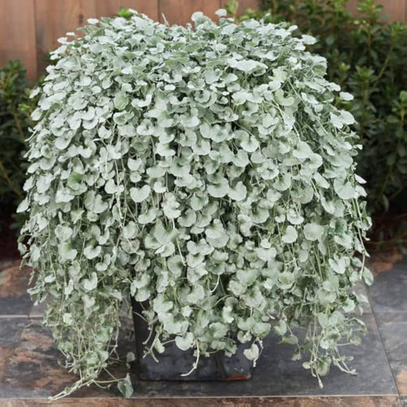 Dichondra Flower seeds for Planting Bright Blooms Heirloom & GMO Free Seeds for Home Garden
Sale