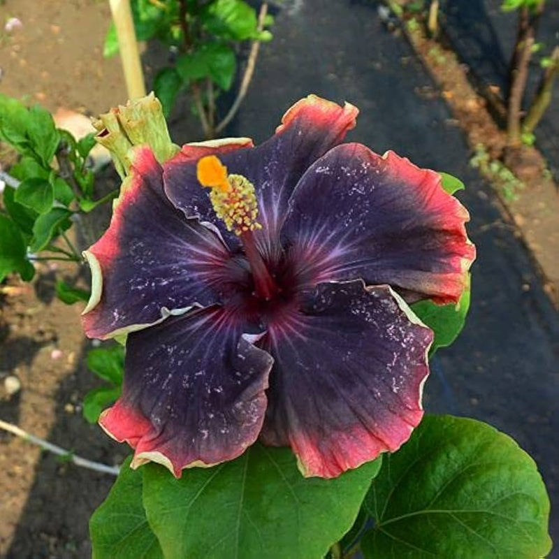 Black Orange Hibiscus Flower Seeds for Planting Pollinator Friendly Heirloom & GMO Free Seeds for Home Garden
Sale