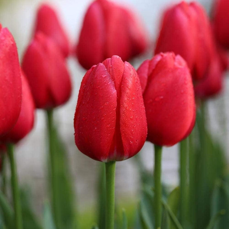Deep Red Tulip Flower seeds for Planting Long Bloom Season Heirloom & GMO Free Seeds for Home Garden
Sale seeds for home garden planting