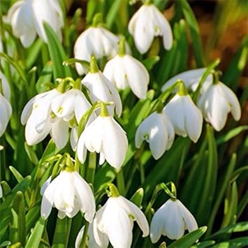 White Snowdrop Flower seeds for Planting - Long Bloom Season, Heirloom & GMO Free Seeds for Home Garden
Sale for planting in home garden