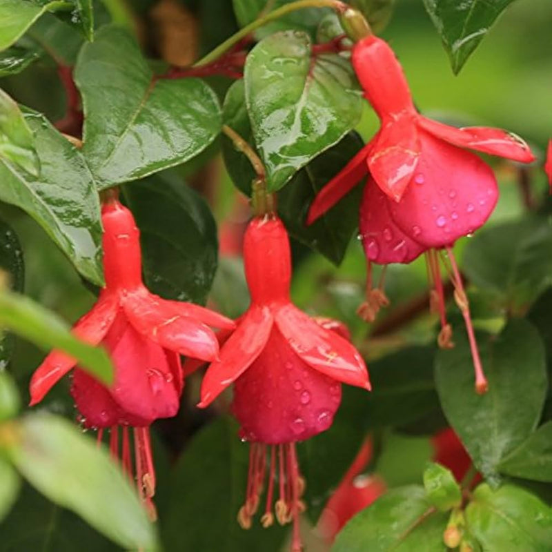 Red Pink Fuchsia Hybrida Flower seeds for Planting Low Maintenance Heirloom & GMO Free Seeds for Home Garden