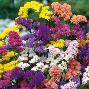 Limonium Flower seeds for Planting Hardy Variety Heirloom & GMO Free Seeds for Home Garden
Sale for planting in home garden