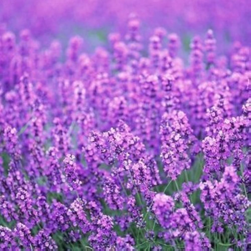 Provence Lavender Flower seeds for Planting - Easy to Grow, Heirloom & GMO Free Seeds for Home Garden
Sale for planting in home garden.