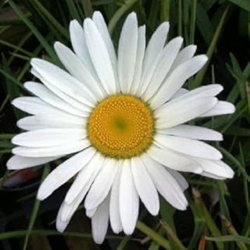 White Leucanthem Flower seeds for Planting - Seasonal Bloomer, Heirloom & GMO Free Seeds for Home Garden
Sale for planting in home garden.