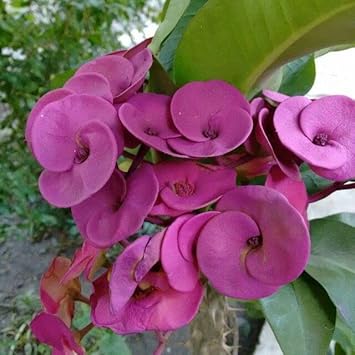 Purple Euphorbia Milii Flower seeds for Planting - Colorful Display, Heirloom & GMO Free Seeds for Home Garden
Sale seeds for planting in home garden