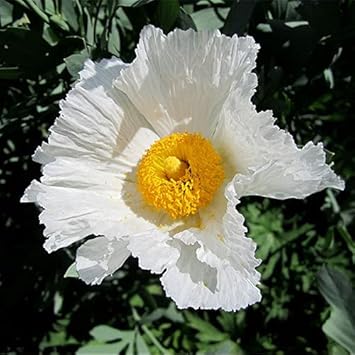 Coulteri Flower seeds for Planting - Cottage Garden Essential, Heirloom & GMO Free Seeds for Home Garden
Sale seeds for home garden