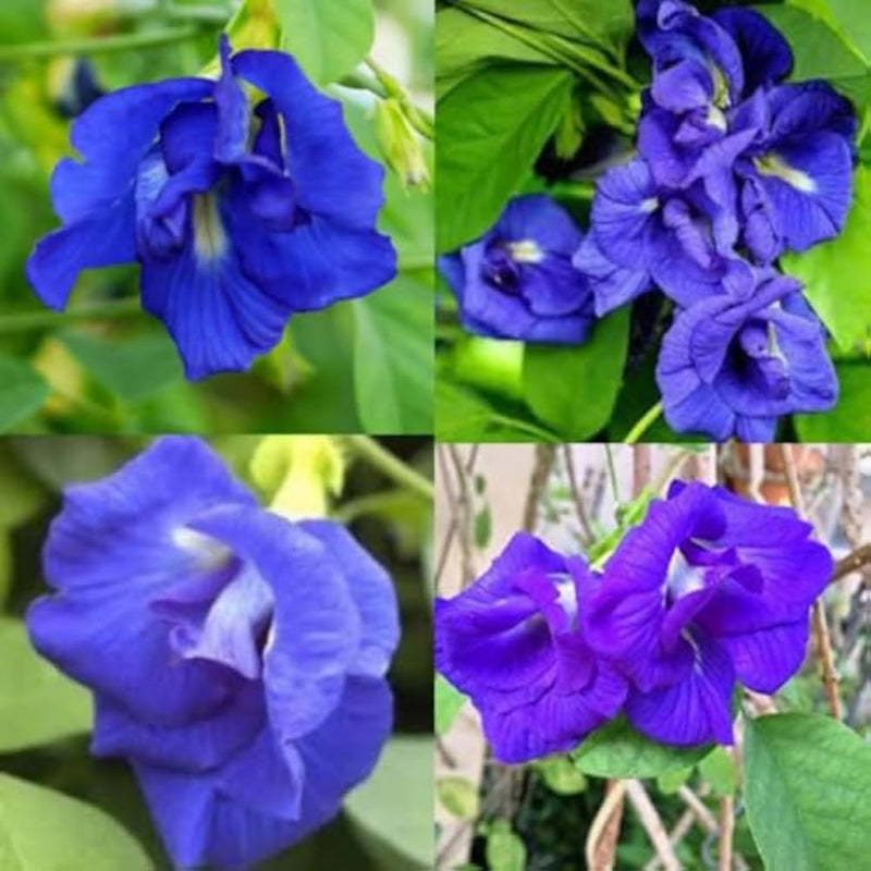 Mix Ternatea Flower seeds for Planting - Hardy Variety, Heirloom & GMO Free Seeds for Home Garden
Sale for planting in home garden.