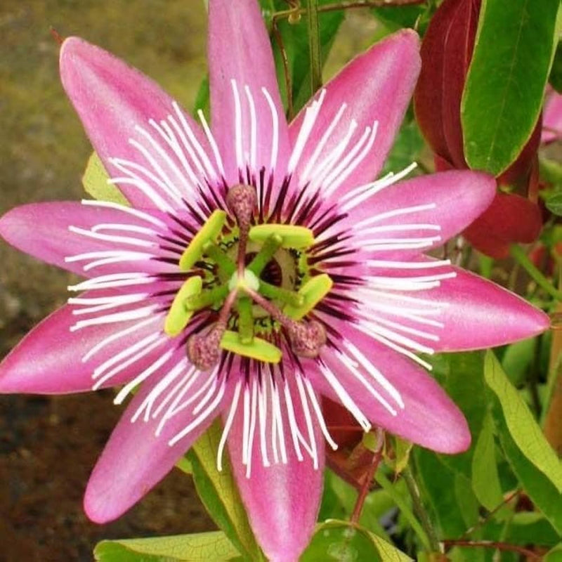 Pink and White Passion Flower Seeds for Planting