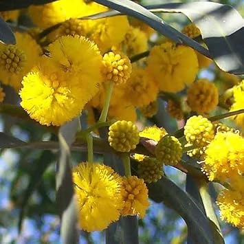 Yellow Acacia Perennial Flower Seeds for Planting, Heirloom Non-GMO Organic Garden Seeds
Sale seeds for home garden