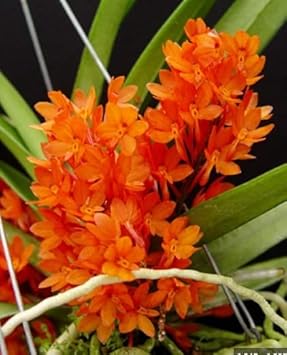 Orange Ascocentrum Flower seeds for Planting - Pollinator Friendly, Heirloom & GMO Free Seeds for Home Garden
Sale seeds for planting in home garden