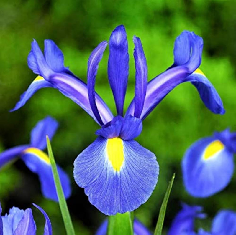 Blue Iris Flower seeds for Planting - Garden Favorite, Heirloom & GMO Free Seeds for Home Garden