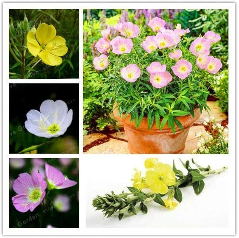 Mixed Oenothera Biennis Flower seeds for Planting - Cut Flower Favorite, Heirloom & GMO Free Seeds for Home Garden
Sale seeds for planting in home garden