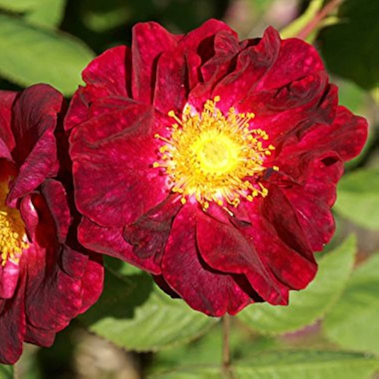 Red Rugosa Rose Flower seeds for Planting - Perfect for Borders, Heirloom & GMO Free Seeds for Home Garden
