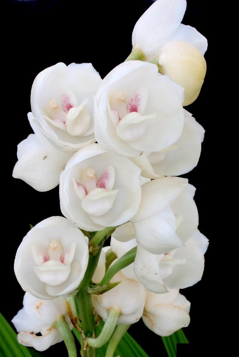 Peristeria Flower seeds for Planting - Low Maintenance, Heirloom & GMO Free Seeds for Home Garden
Sale for planting in home garden