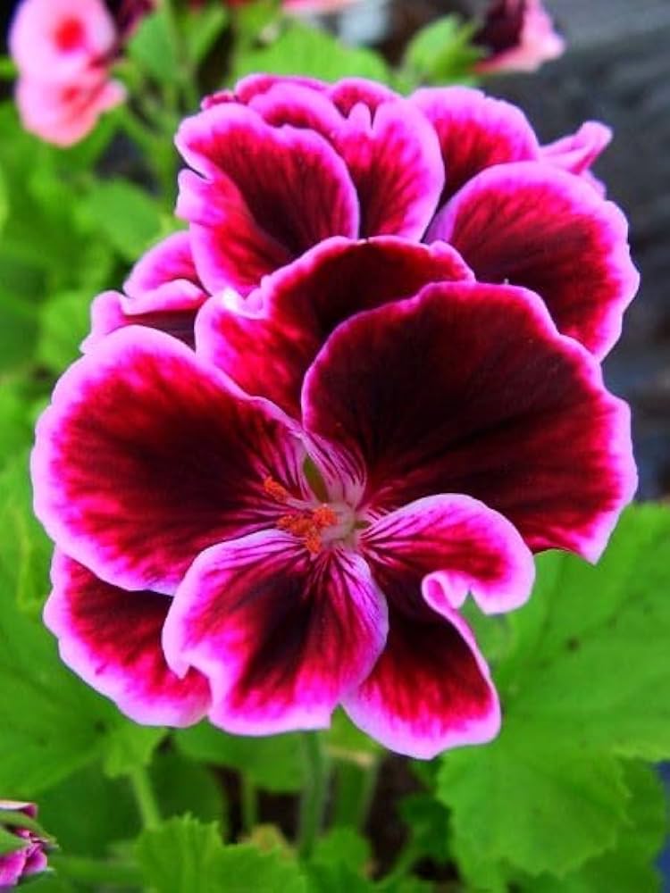 Violet Brown Geranium Flower Seeds for Planting Premium Quality Heirloom & GMO Free Seeds for Home Garden
Sale
