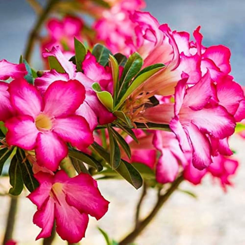 Adenium Flower seeds for Planting Easy to Grow Heirloom & GMO Free Seeds for Home Garden