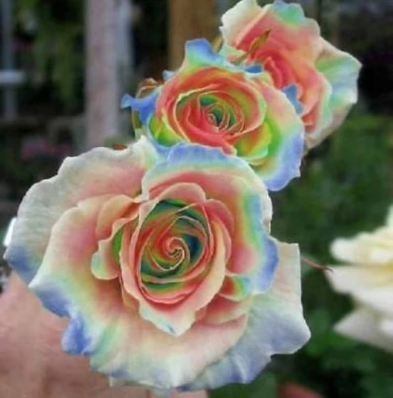 White Rainbow Potted Rose Seeds for Planting Drought Tolerant Heirloom & GMO Free Seeds for Home Garden
Sale