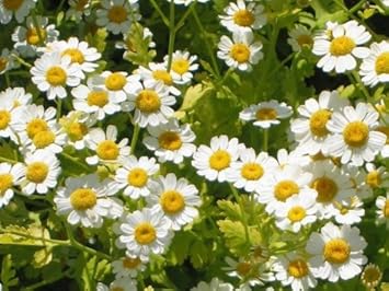 Feverfew Flower seeds for Planting Wildflower Mix Heirloom & GMO Free Seeds for Home Garden
Sale for planting in home garden