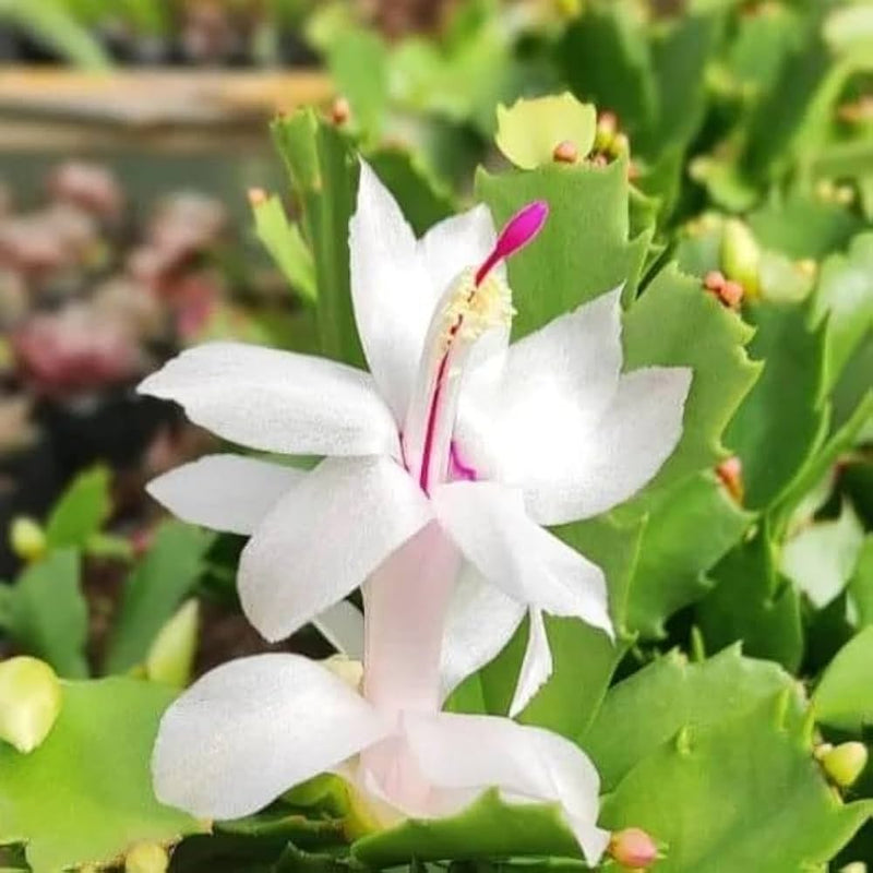 White Zygocactus Flower seeds for Planting - Easy to Grow, Heirloom & GMO Free Seeds for Home Garden