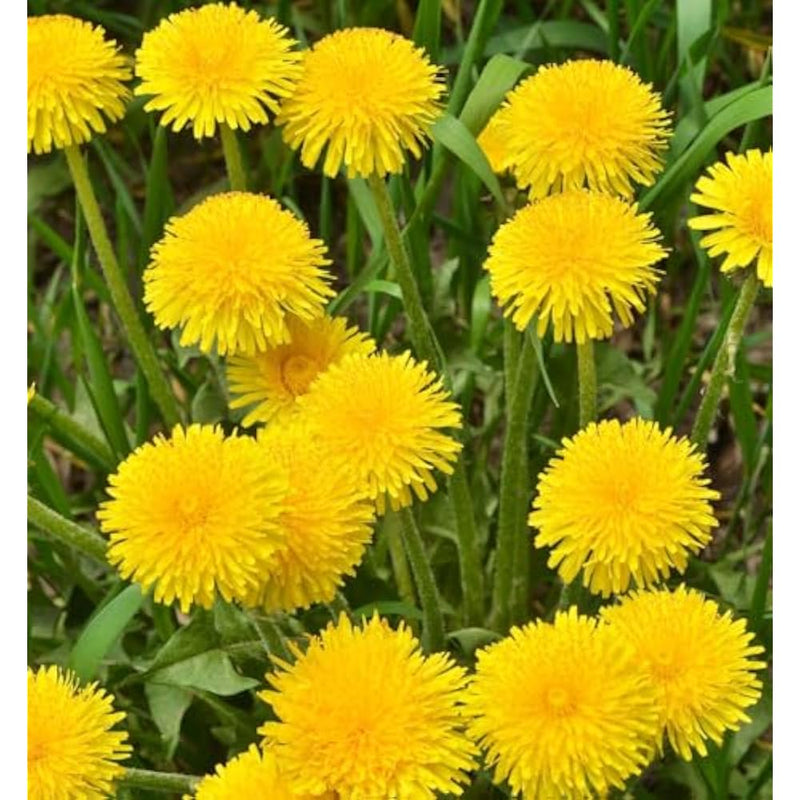 Dandelion Flower seeds for Planting - Vibrant Colors, Heirloom & GMO Free Seeds for Home Garden