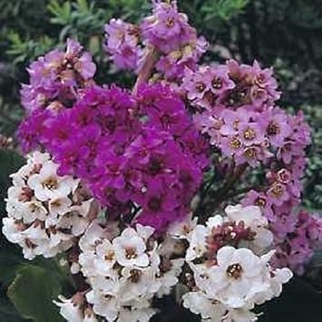 Mixed Bergenia Flower seeds for Planting - Hardy Variety, Heirloom & GMO Free Seeds for Home Garden
Sale for planting in home garden