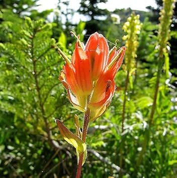 Orange Castilleja Flower seeds for Planting - Fragrant Blossoms, Heirloom & GMO Free Seeds for Home Garden
Sale for planting in home garden.