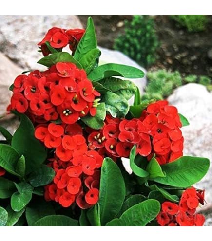 Milii Red Flower Seeds for Planting | Vibrant Annuals for Your Garden