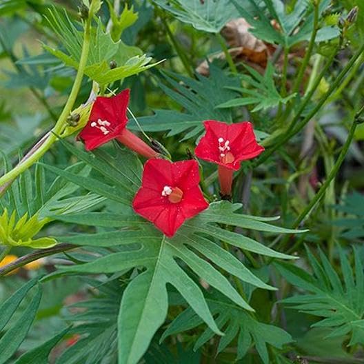 Red Cardinal Climber Flower seeds for Planting - Drought Tolerant, Heirloom & GMO Free Seeds for Home Garden
Sale seeds for planting in home garden