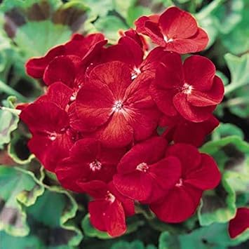Deep Red Geranium Flower seeds for Planting - Bright Blooms, Heirloom & GMO Free Seeds for Home Garden
Sale seeds for planting in home garden