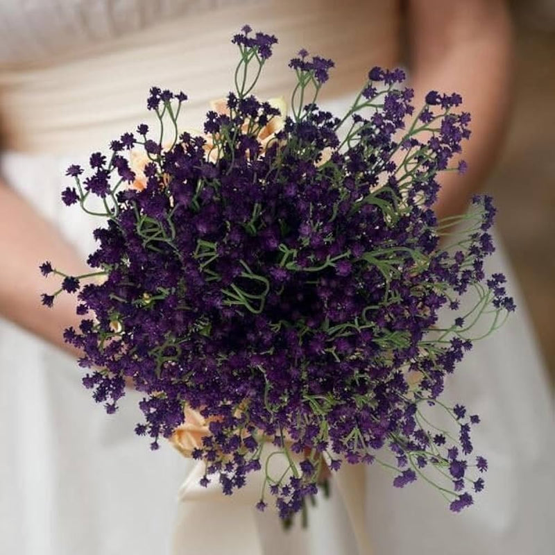 Dark Purple Gypsophila Flower Seeds - Perfect for Bold Floral Arrangements