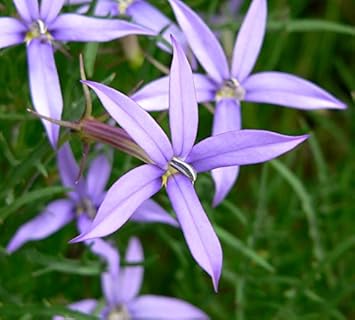 Violet Isotoma Axillaris Flower seeds for Planting - Drought Tolerant, Heirloom & GMO Free Seeds for Home Garden
Sale seeds for planting in home garden
