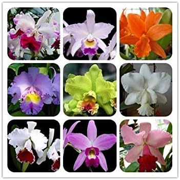 Mixed Cattleya Flower seeds for Planting - Cut Flower Favorite, Heirloom & GMO Free Seeds for Home Garden
Sale seeds for planting in home garden