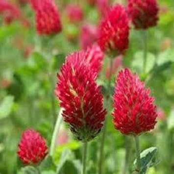 Red Clover Flower seeds for Planting - Seasonal Bloomer, Heirloom & GMO Free Seeds for Home Garden
Sale seeds for planting in home garden