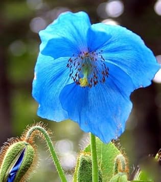 Fresh Meconopsis Flower seeds for Planting - Premium Quality, Heirloom & GMO Free Seeds for Home Garden
Sale seeds for planting in home garden