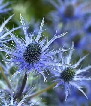 Blue Holly Eryngium Flower seeds for Planting - Long Bloom Season, Heirloom & GMO Free Seeds for Home Garden
Sale seeds for planting in home garden