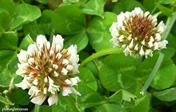 White Clover Flower seeds for Planting - Vibrant Colors, Heirloom & GMO Free Seeds for Home Garden
Sale for planting in home garden