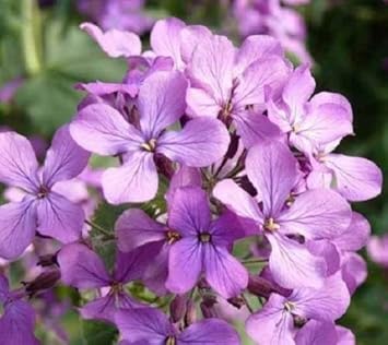 Night Scented Stock Seeds Flower seeds for Planting - Pollinator Friendly, Heirloom & GMO Free Seeds for Home Garden
Sale for planting in home garden.