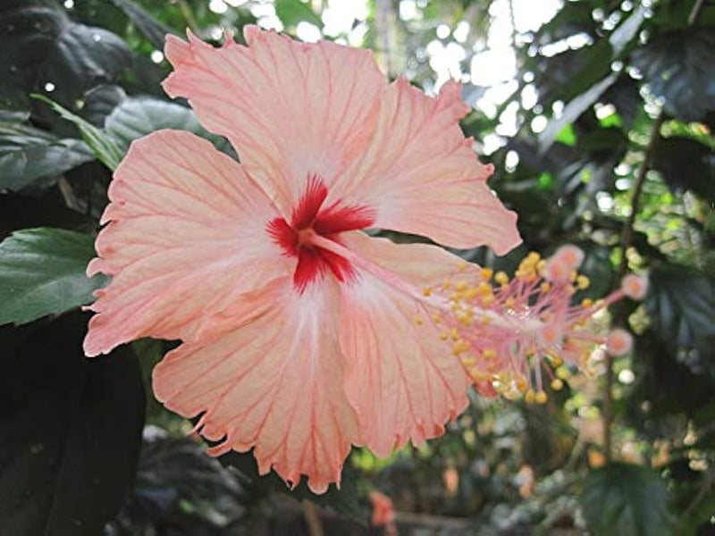 Cream Hibiscus Flower Seeds – Easy to Grow Heirloom & NonGMO Seeds for Home Garden
Sale