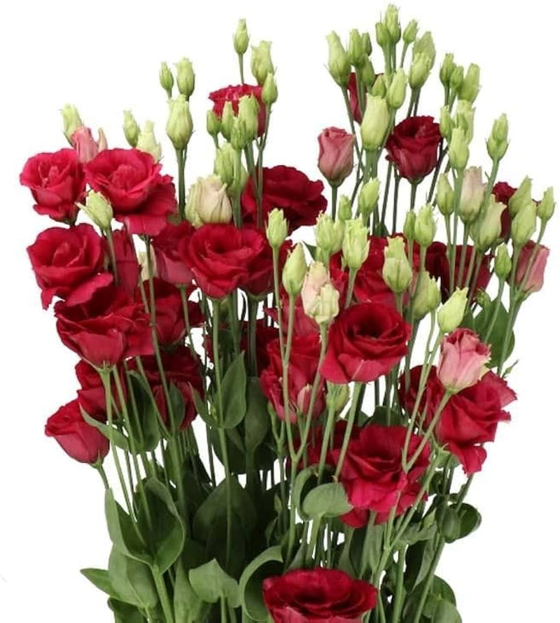 White & Red Eustoma (Lisianthus) Flower Seeds for Planting Heirloom NONGMO Garden Seeds Pollinator Friendly
Sale