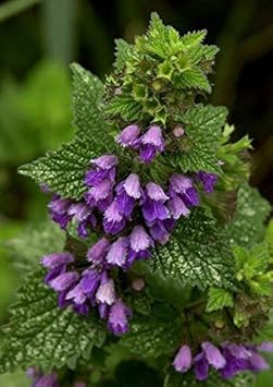 Purple Horehound Flower seeds for Planting - Drought Tolerant, Heirloom & GMO Free Seeds for Home Garden
Sale for planting in home garden.
