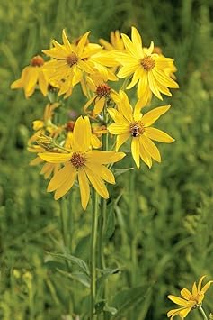 Verbesina Occidentalis Flower seeds for Planting Pollinator Friendly Heirloom & GMO Free Seeds for Home Garden
Sale for planting in home garden