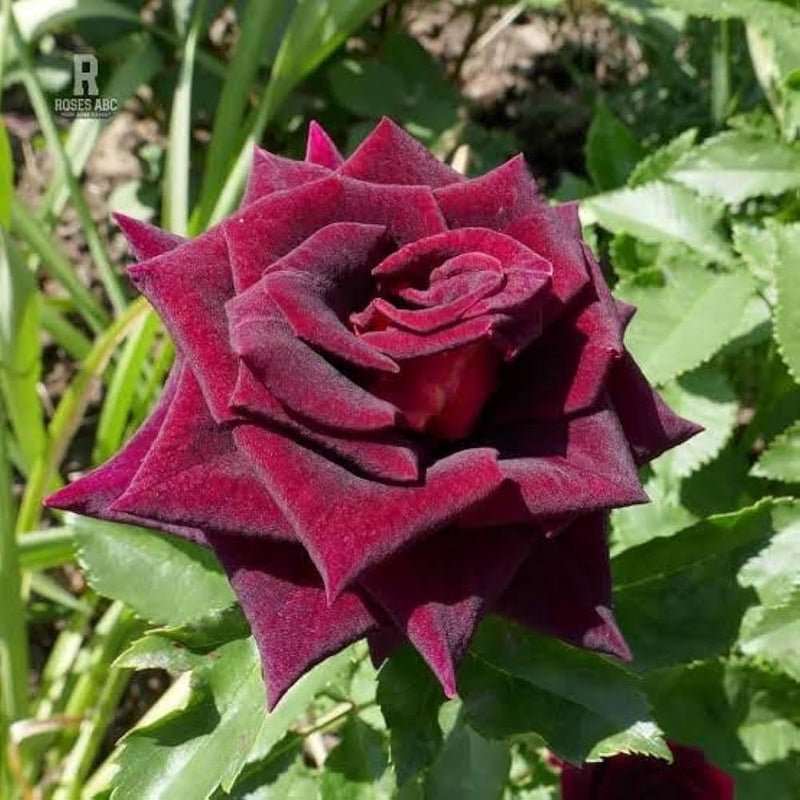 Red Baccara Rose Seeds for Planting - Velvet Red Blooms, Premium Quality Garden Seeds