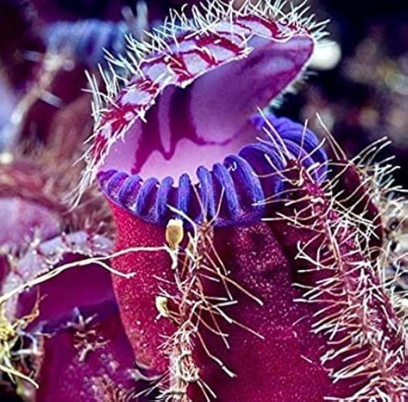 Venus Fly Trap Violet Flower seeds for Planting - Long Bloom Season, Heirloom & GMO Free Seeds for Home Garden
Sale seeds for planting in home garden