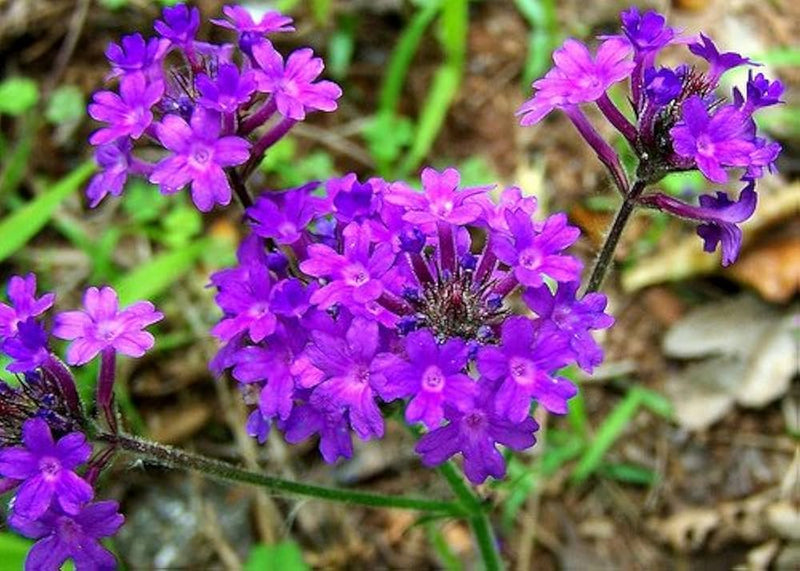 Hastata Flower seeds for Planting - Shade Tolerant, Heirloom & GMO Free Seeds for Home Garden
Sale for planting in home garden.