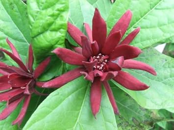 Maroon Carolina Allspice Flower seeds for Planting - Garden Favorite, Heirloom & GMO Free Seeds for Home Garden
Sale seeds for planting in home garden